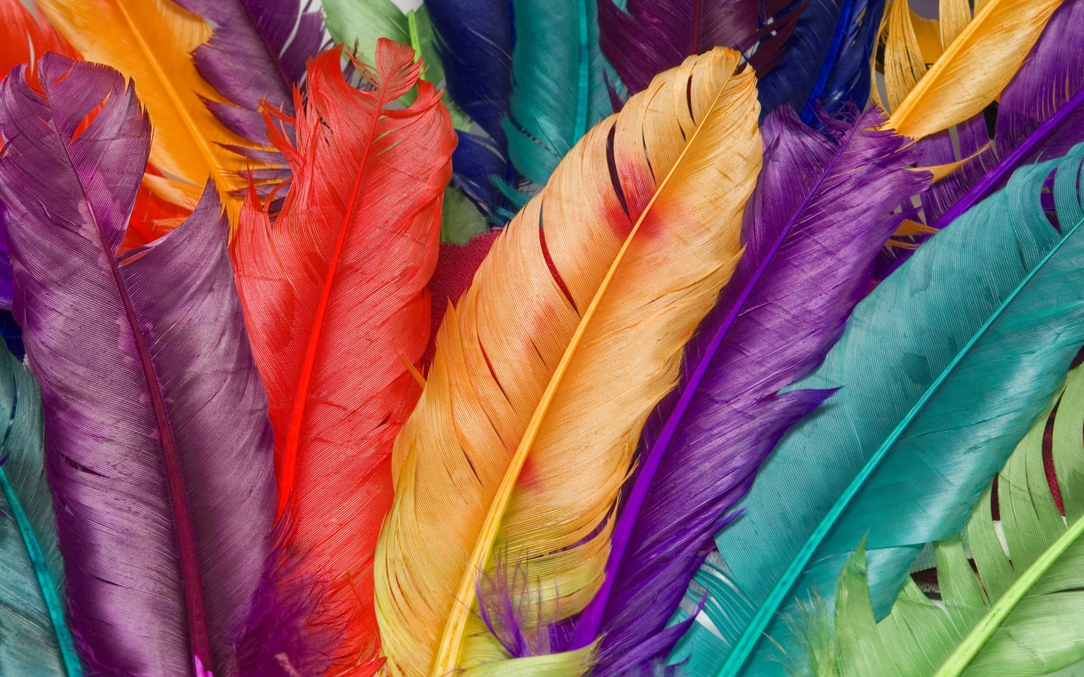 Pile of Colorful Feathers